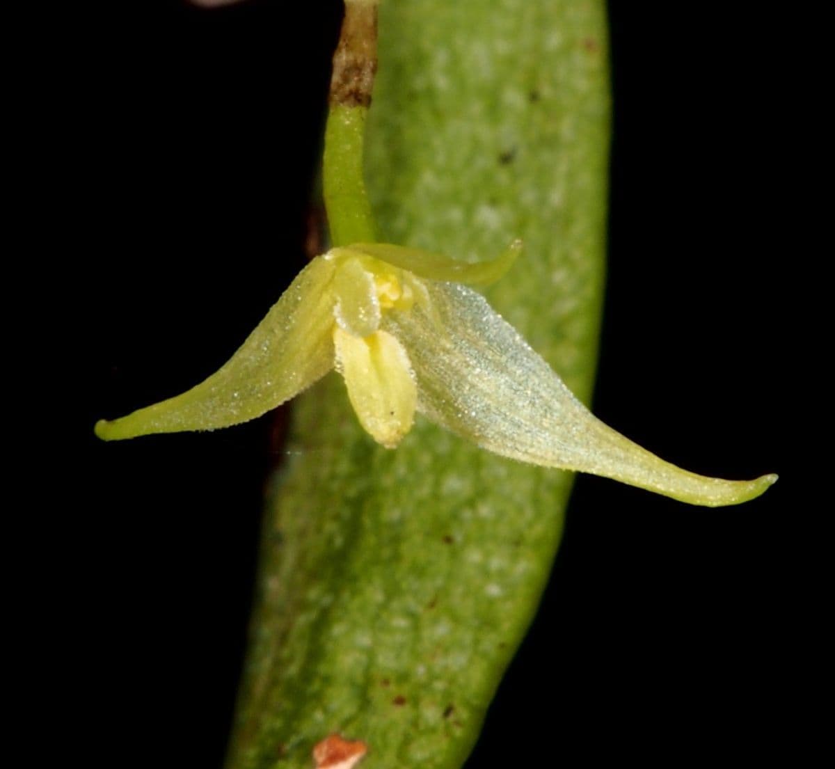 Bulbophyllum 6