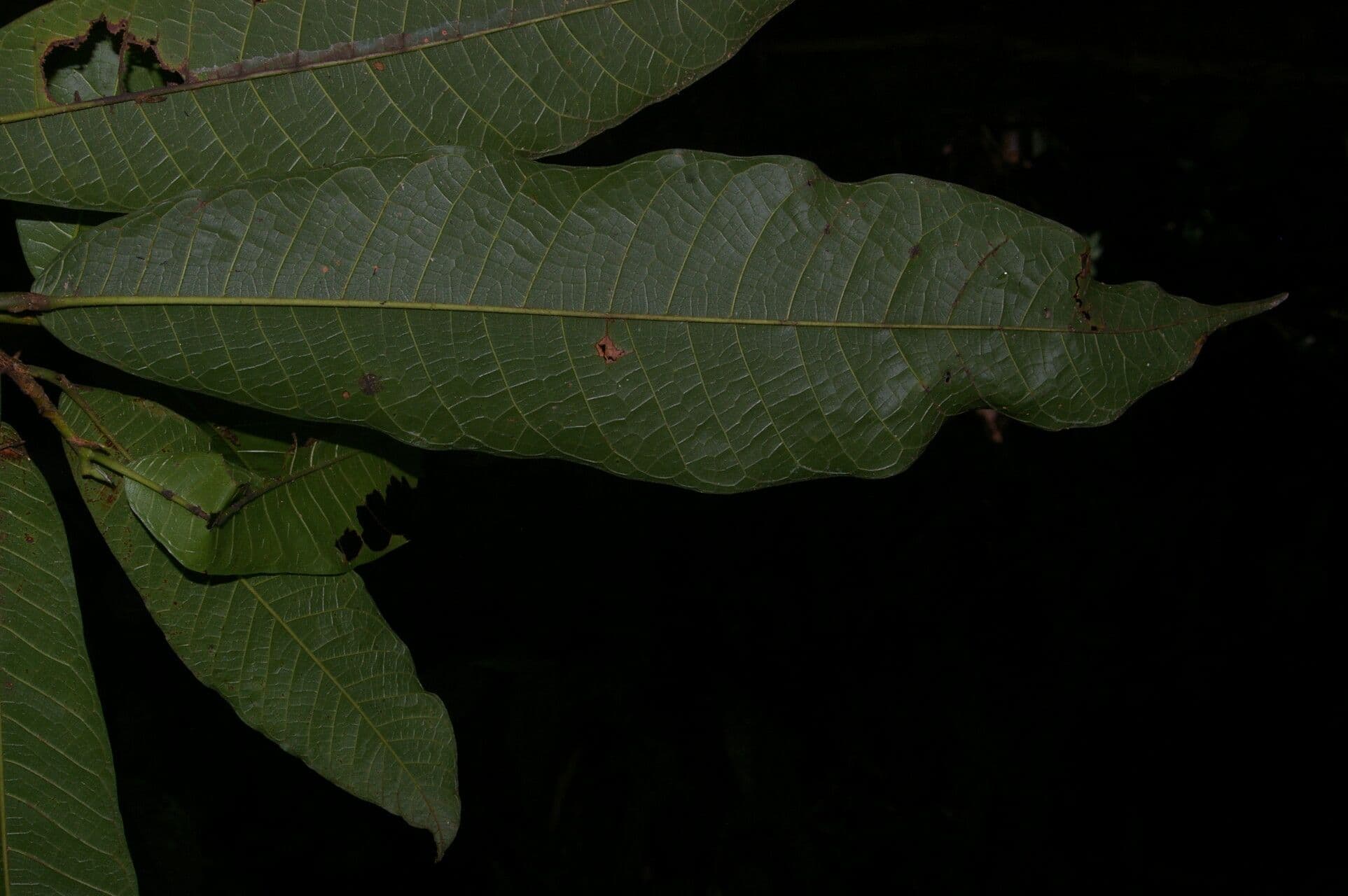 Brosimum lactescens 3