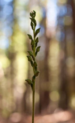 Goodyera oblongifolia 3