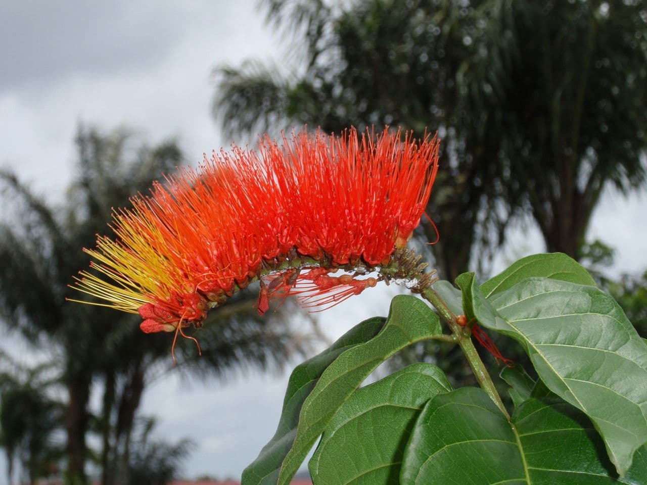 Combretum 3