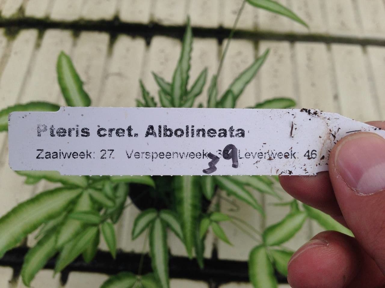 Pteris di Creta 25