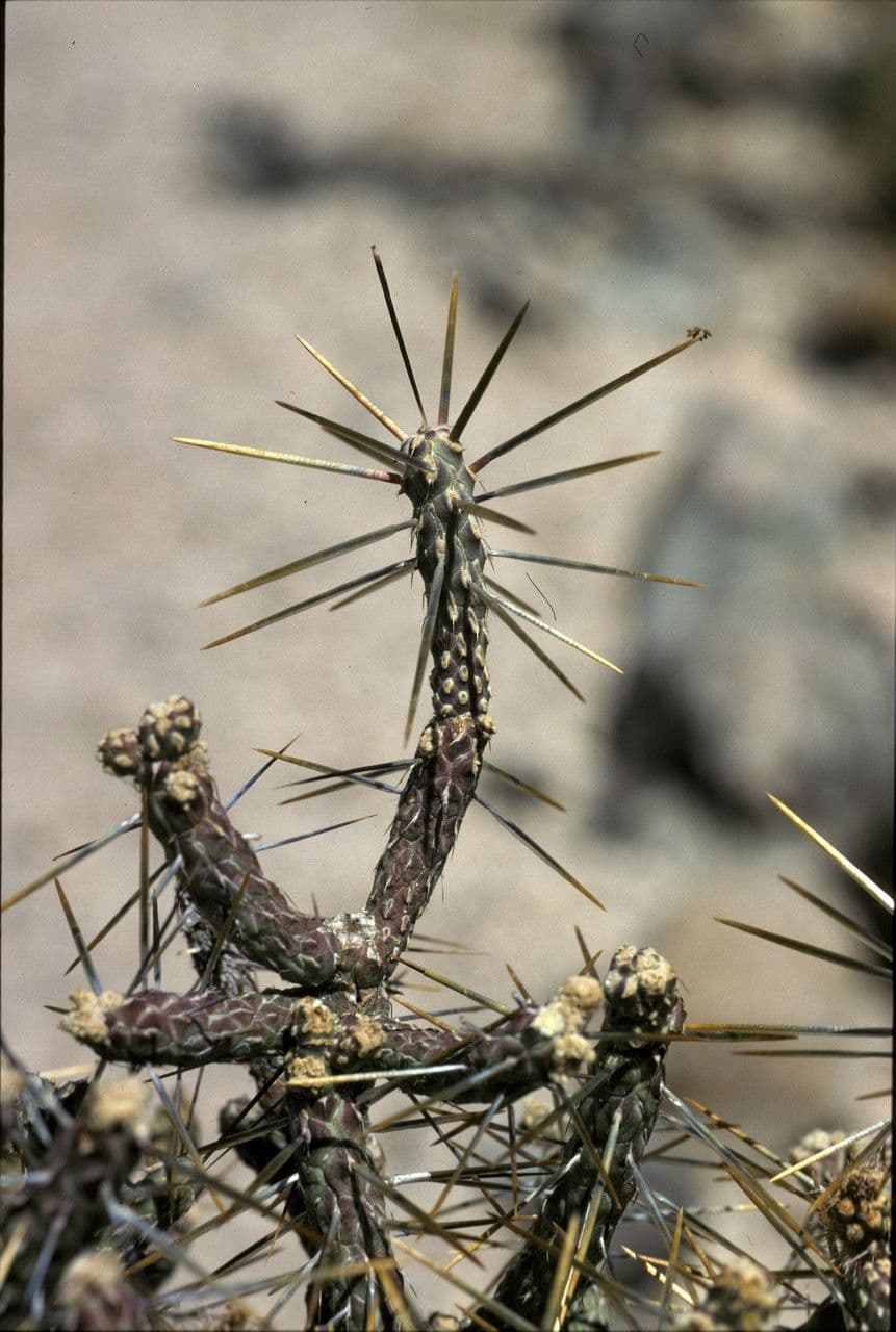 Cylindropuntia ramosissima 8