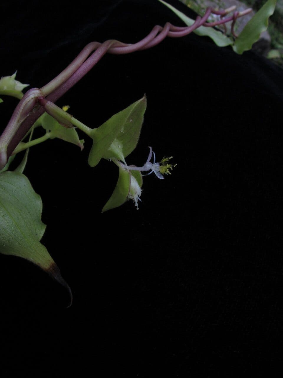 Streptolirion volubile 9
