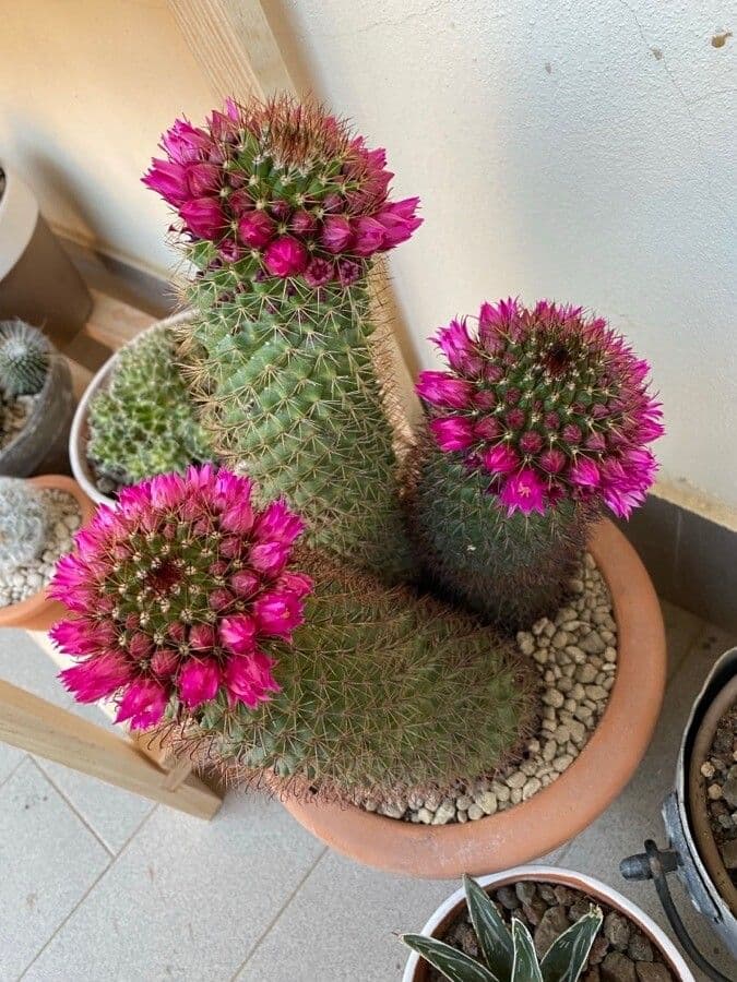 Cactus coussin de Backeberg 4