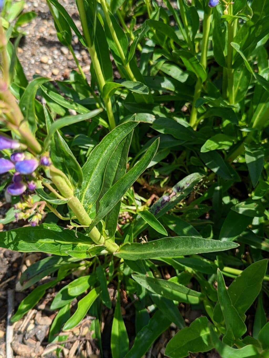 Penstemon 14