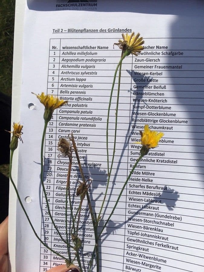 Radicchiella autunnale 6