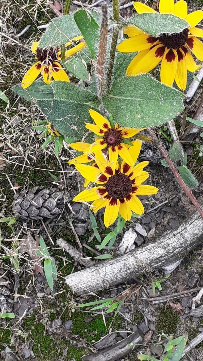 Färber-Mädchenauge 13