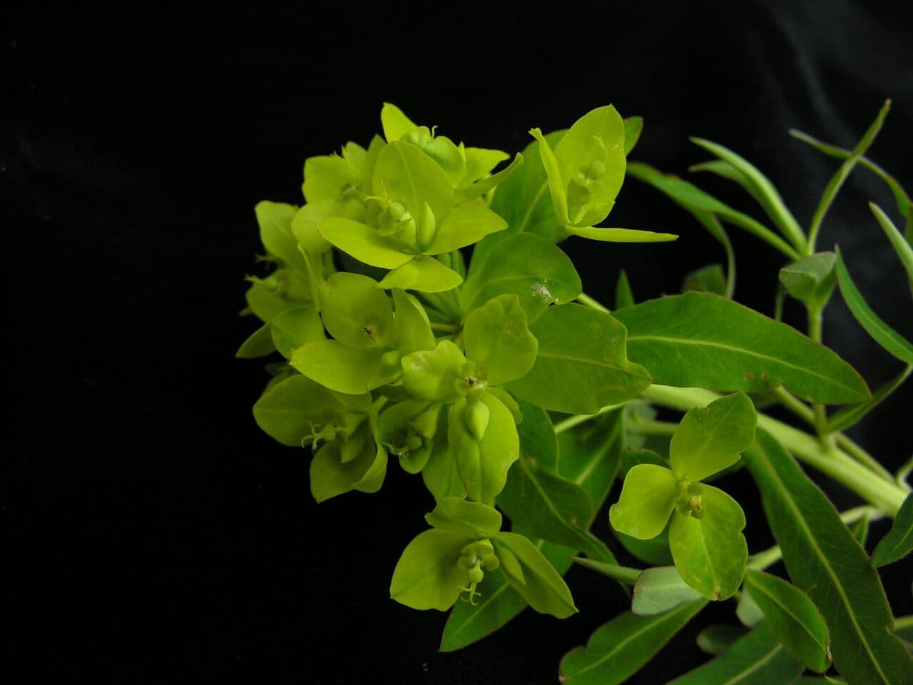 Euphorbia stracheyi 4