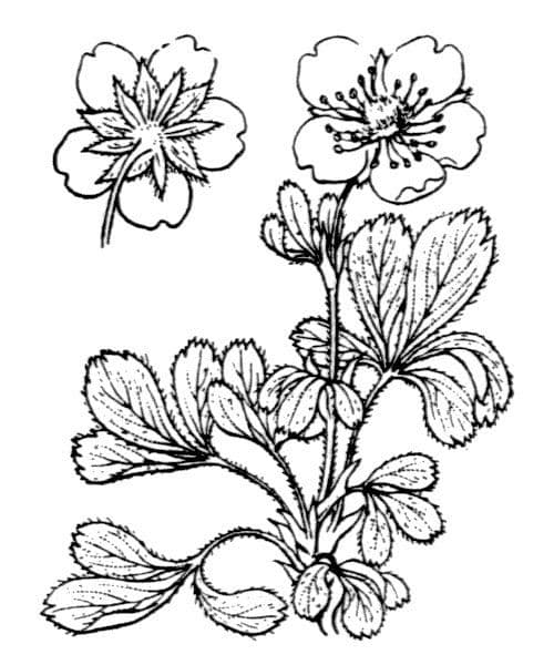Potentilla lucida 20