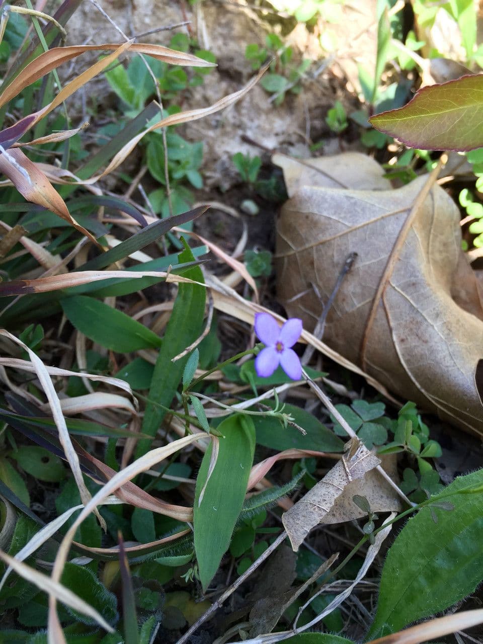 Houstonia serpyllifolia 6