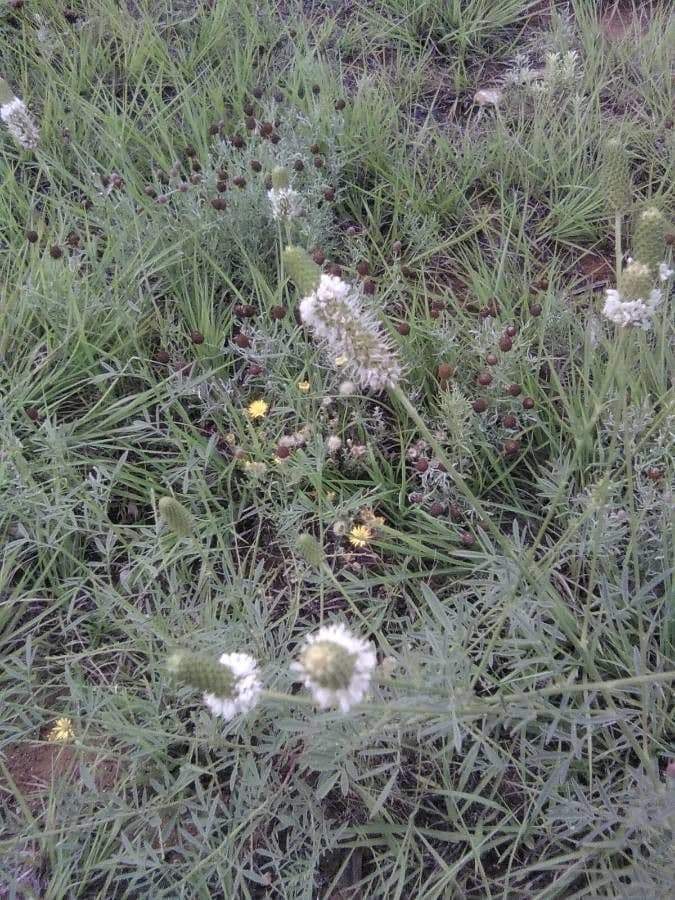 Dalea candida