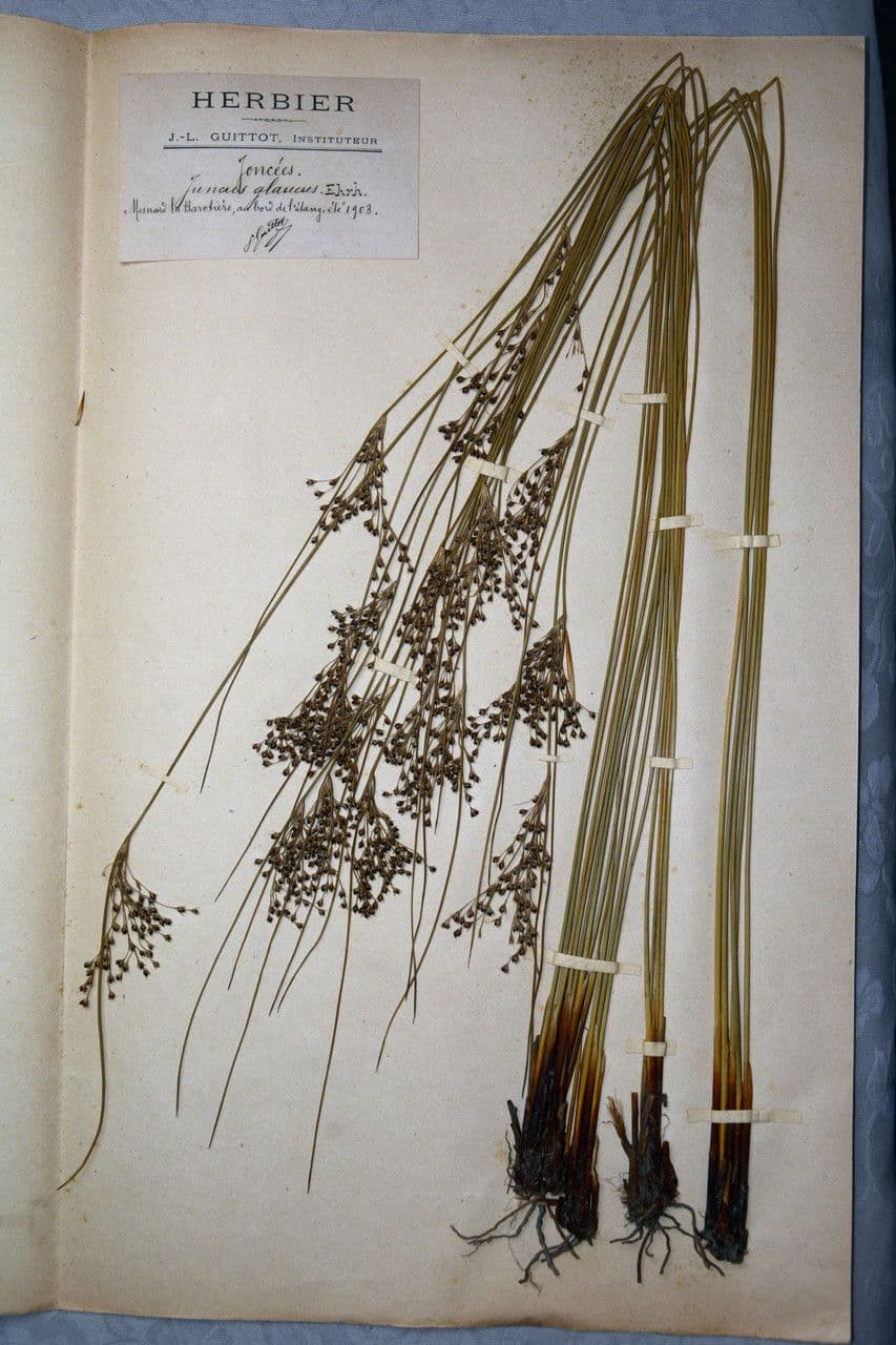 Jonc glauque 28