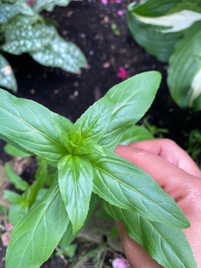 Garofanino quadrangolare 18