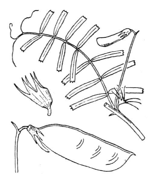 Vesce articulée 8