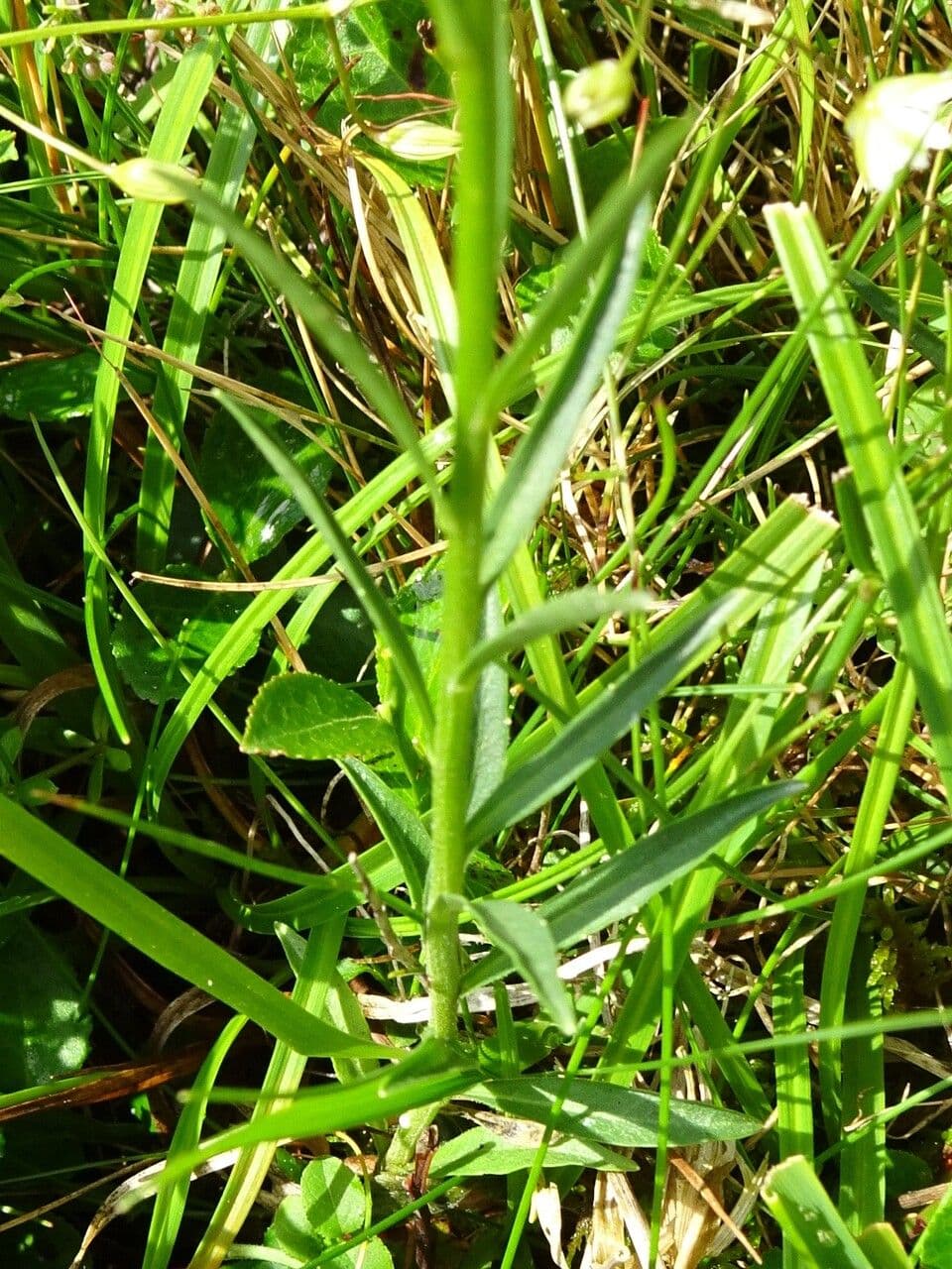 Campanilla 20