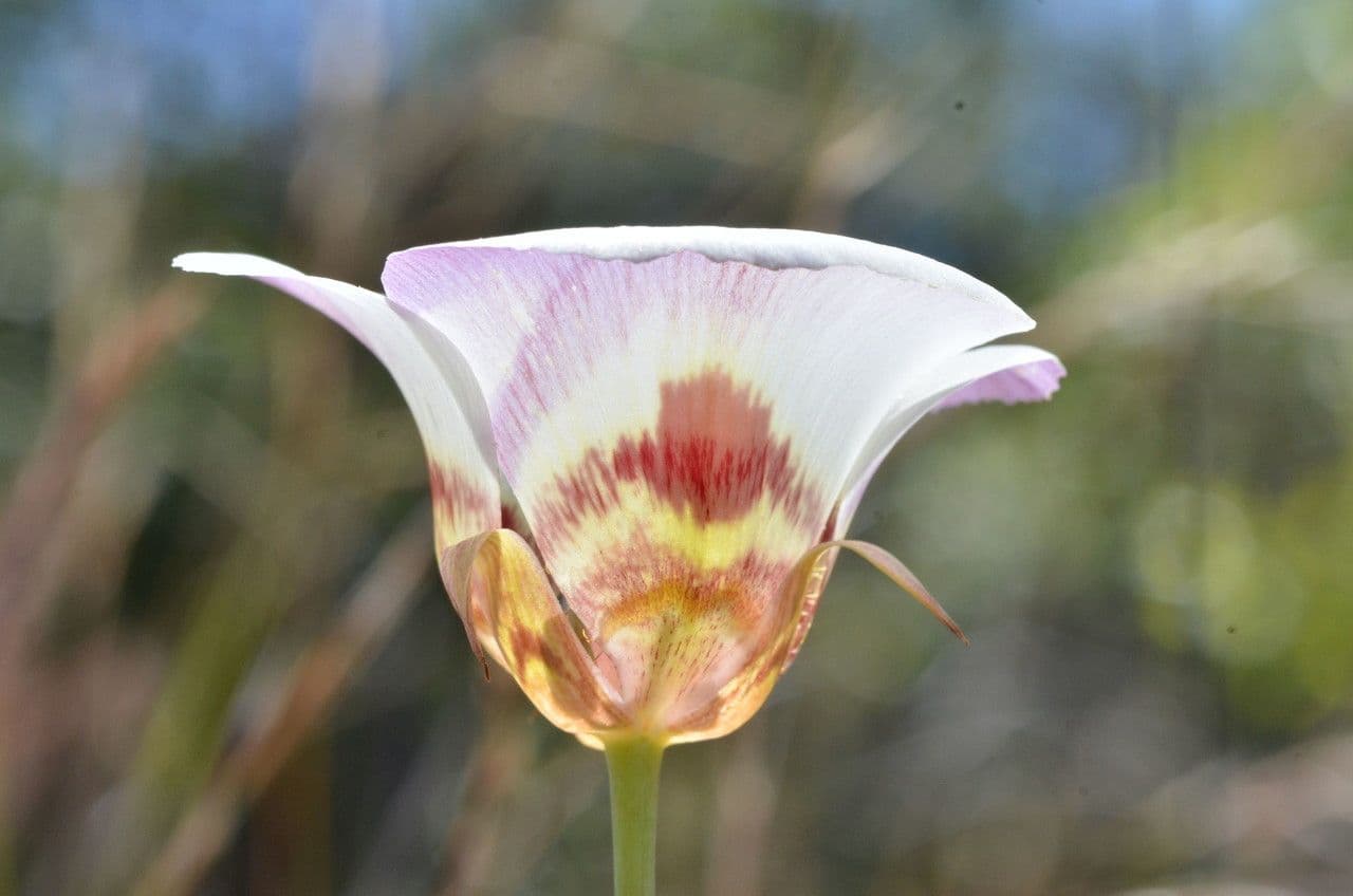 Kalochortus 3