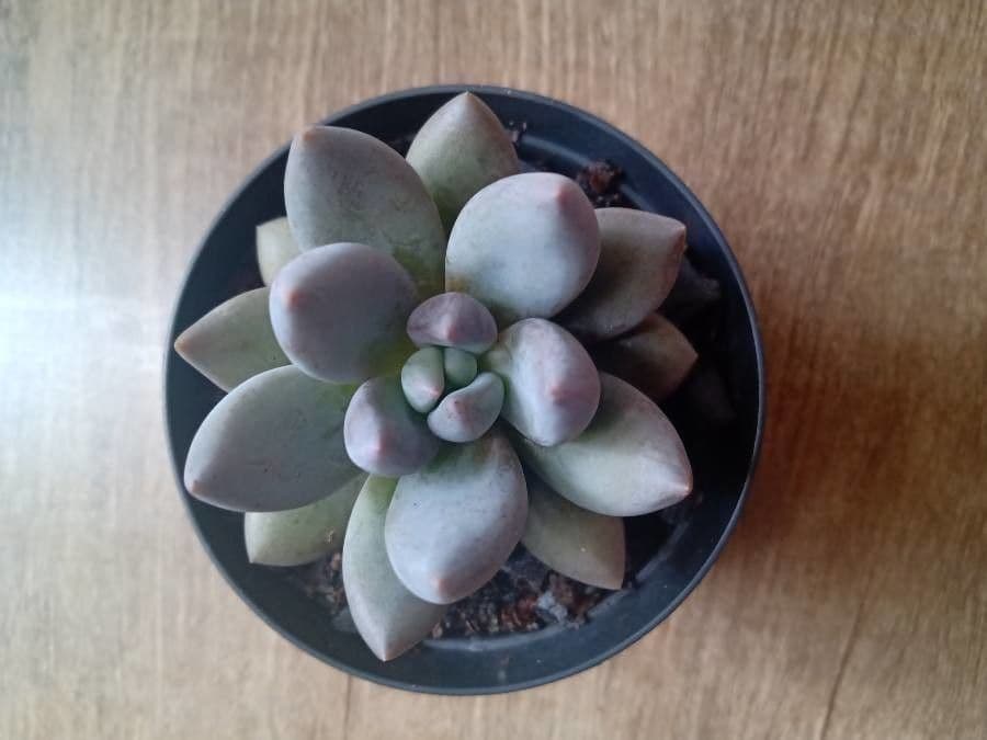 Pachyphytum 5