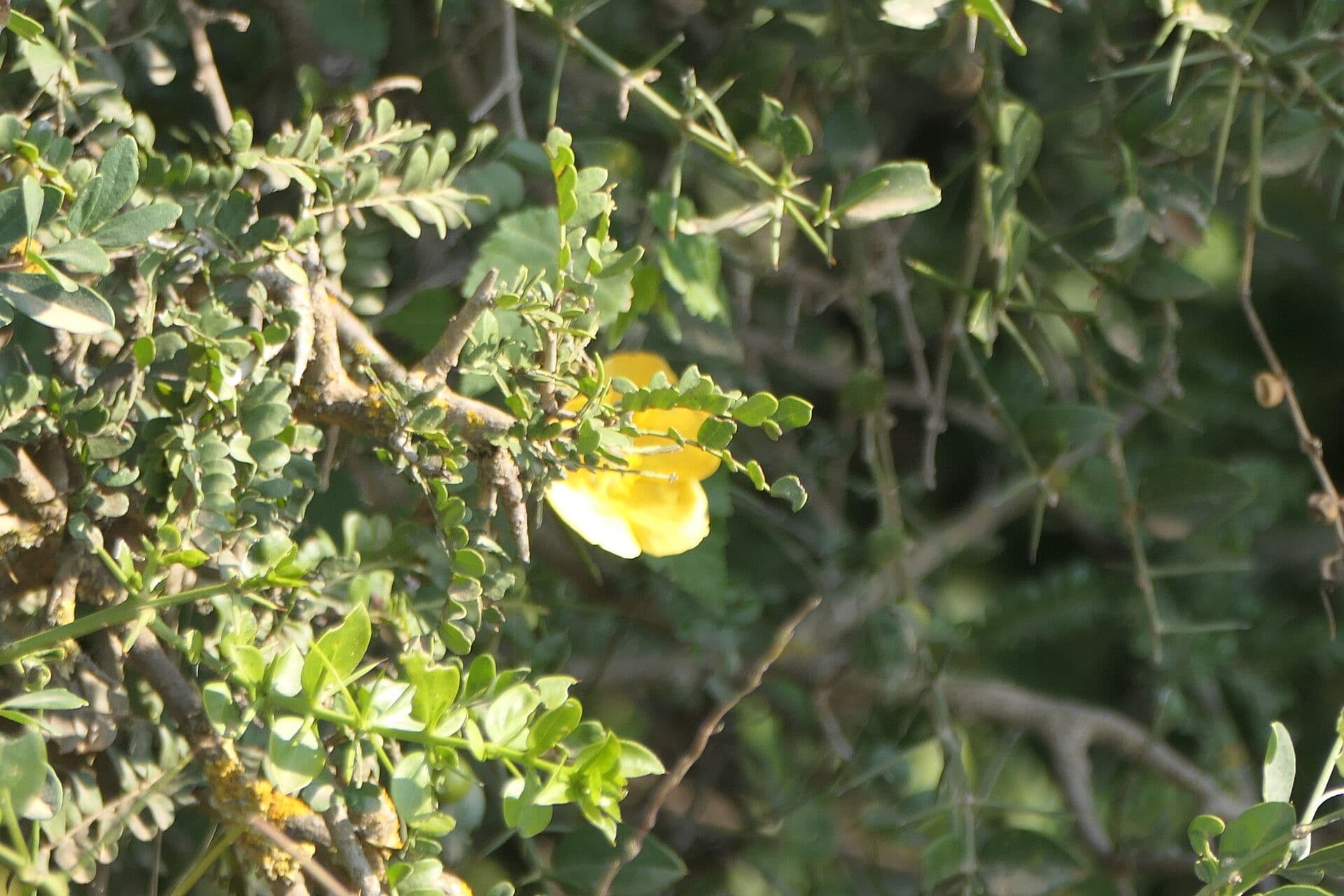 Abutilon