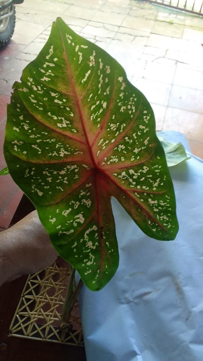 Caladium 19