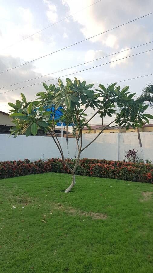 Frangipani 10