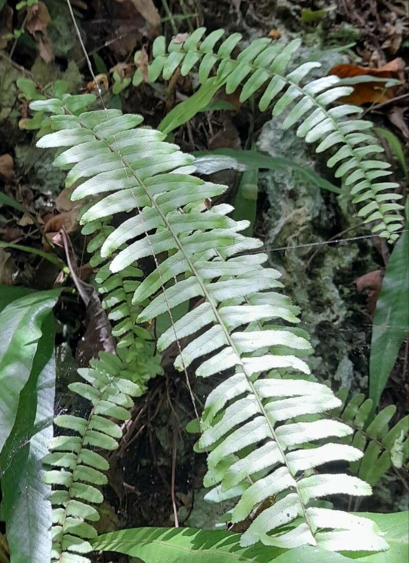 Nephrolepis 2