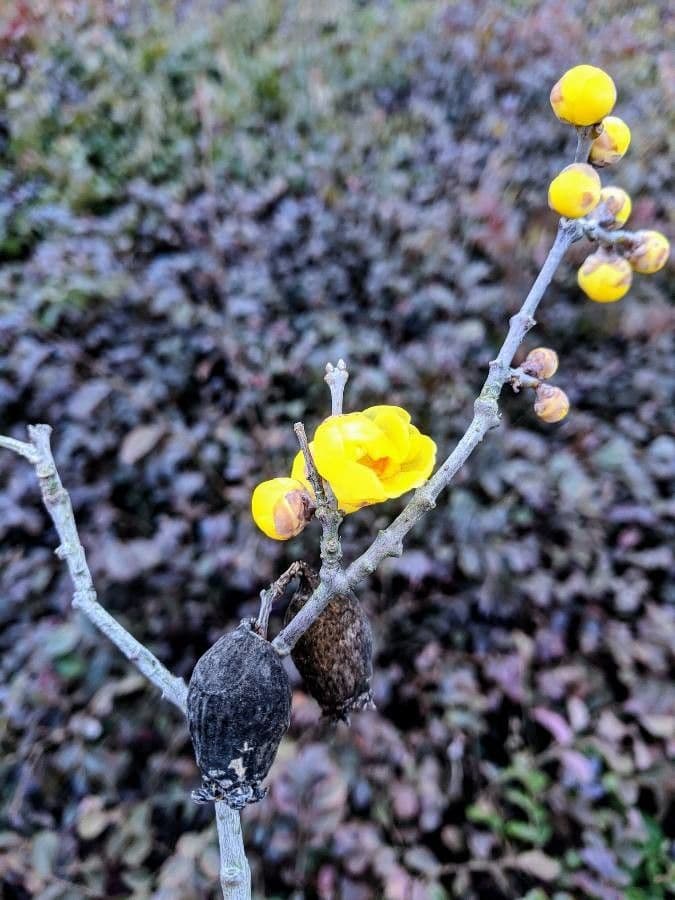 Winterblüte 26