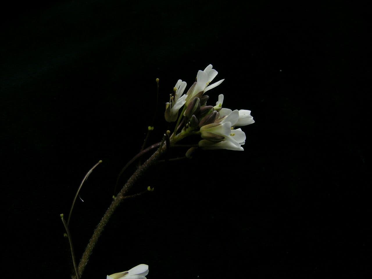 Felsen-Gänsekresse 2