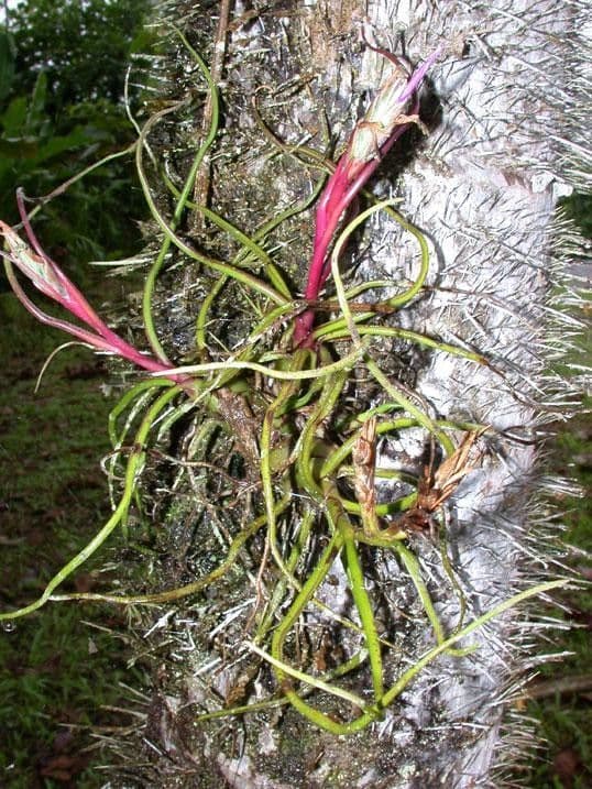Tillandsia bulbosa 12