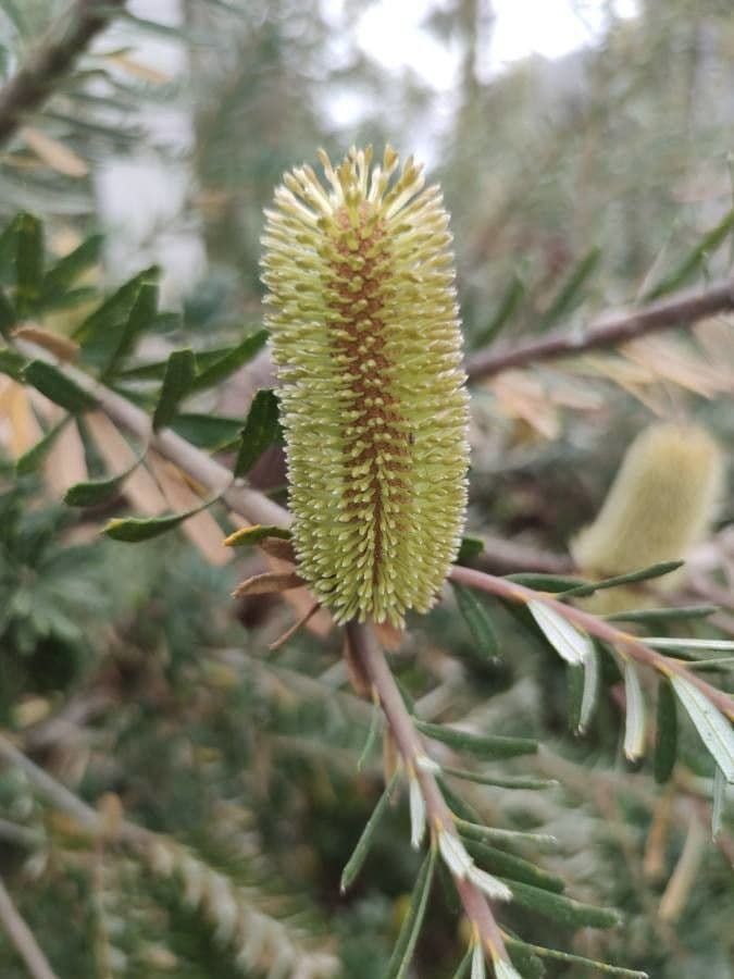 Banksia integrifolia 4