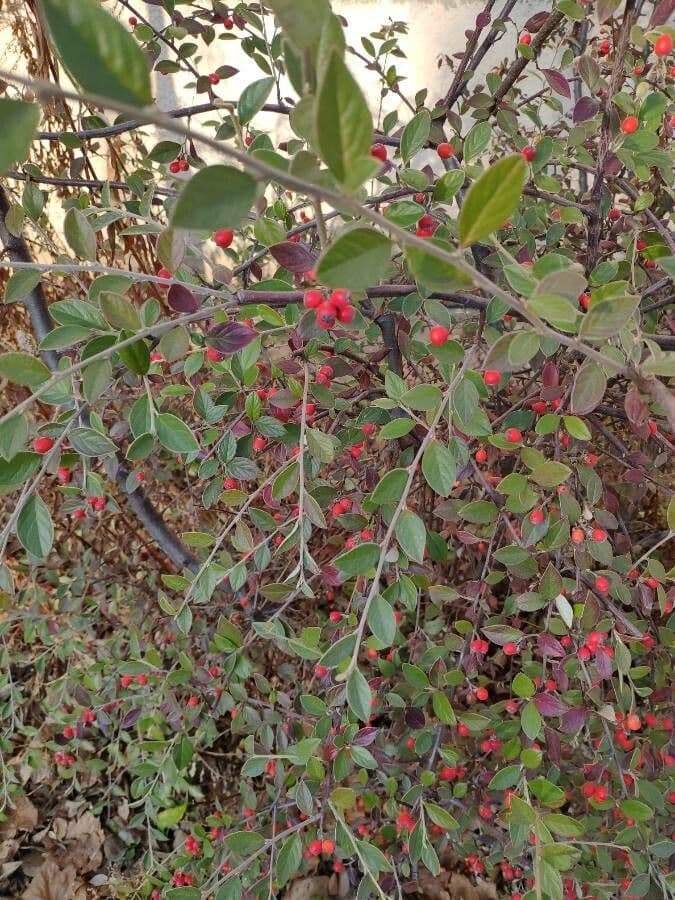 Cotoneaster di Franchet 19