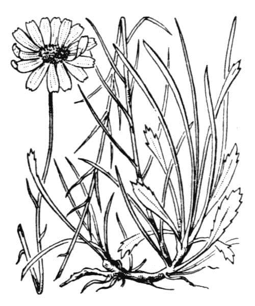 Leucanthemum 13