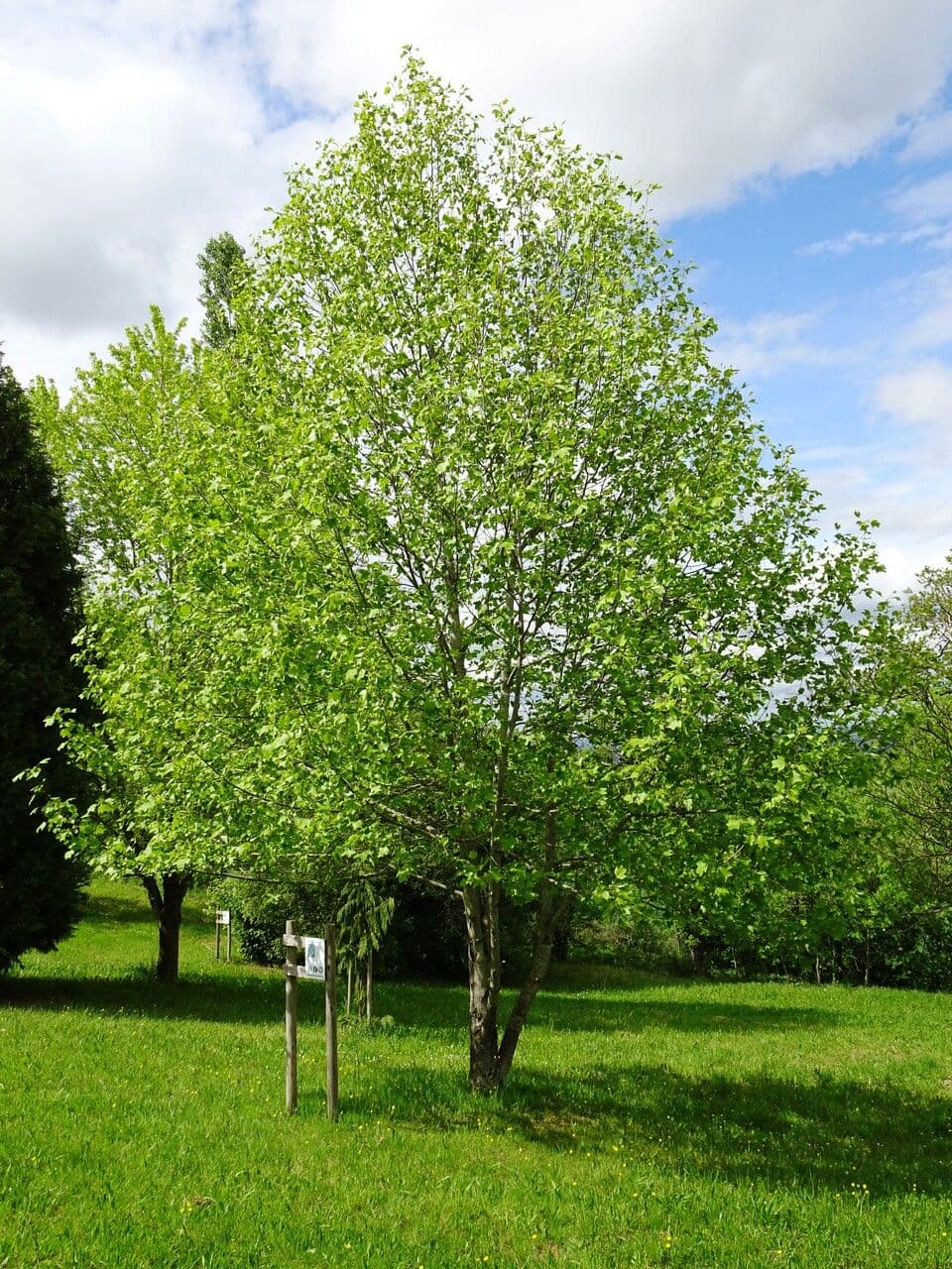 Tulipifero 15