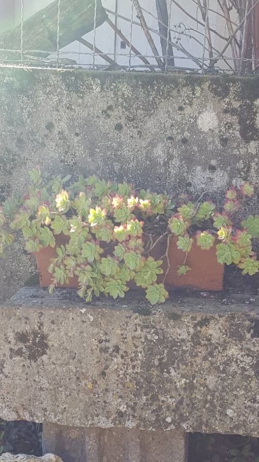 Aeonium di Haworth 10