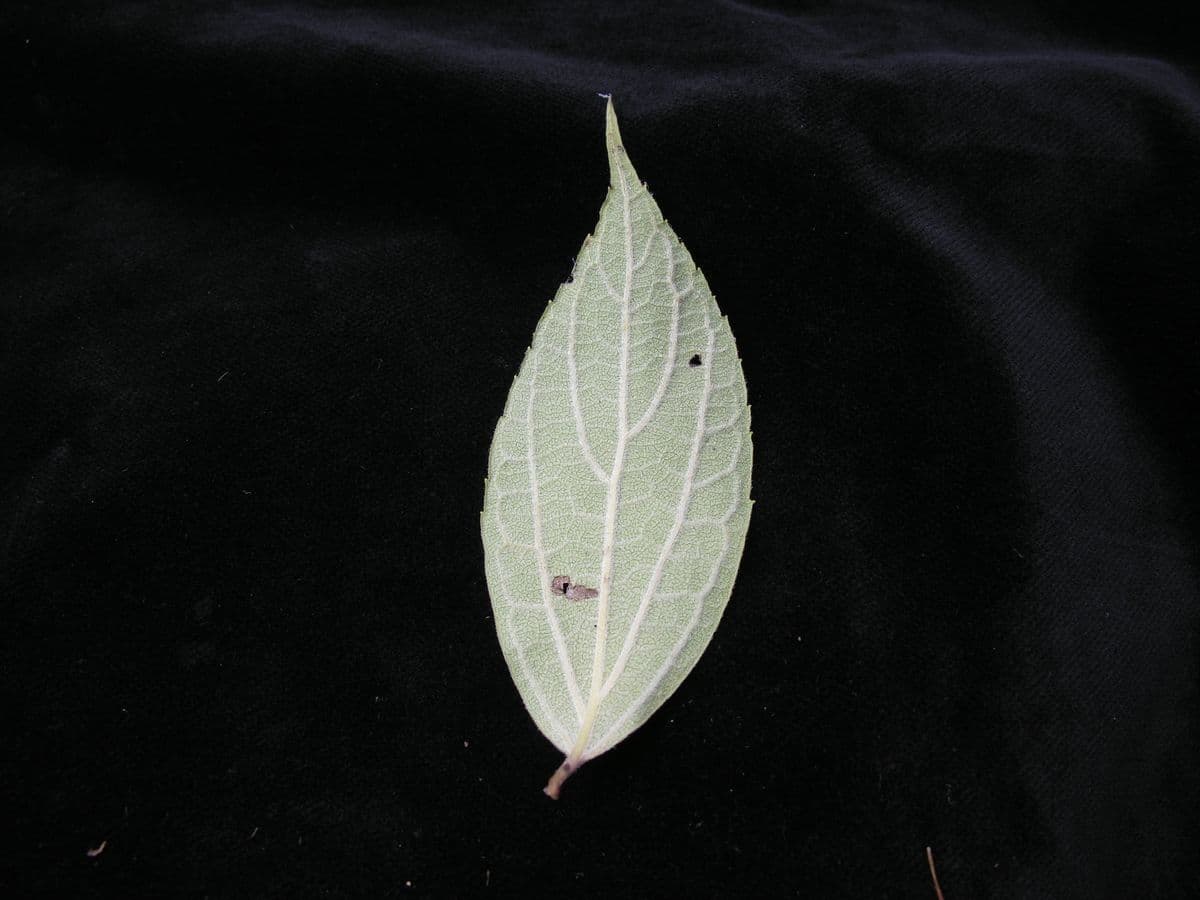 Duftender Pfeifenstrauch 9