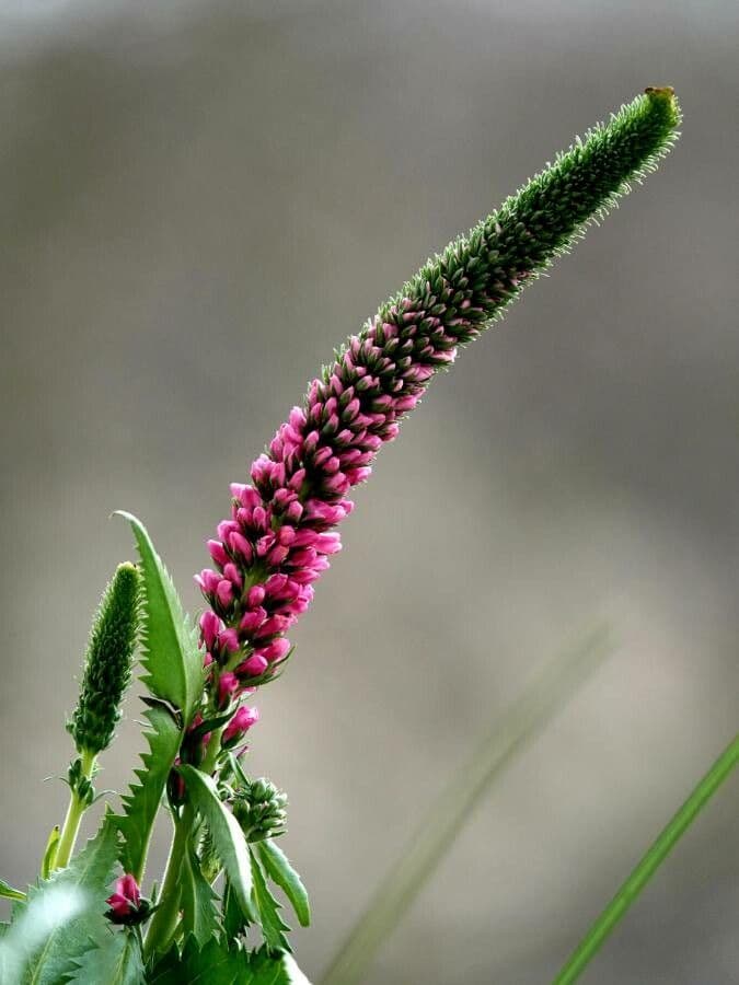 Veronica spigata 30