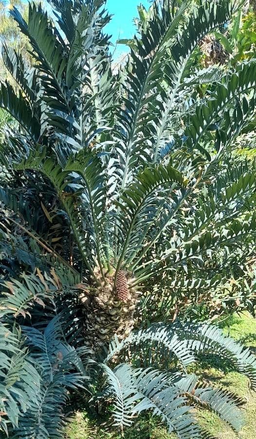 Cycad 3