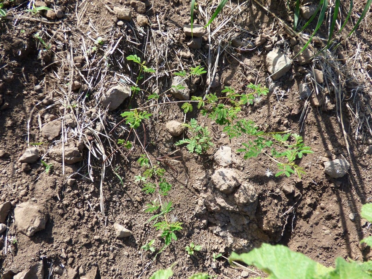 Bogen-Desmanthus 12