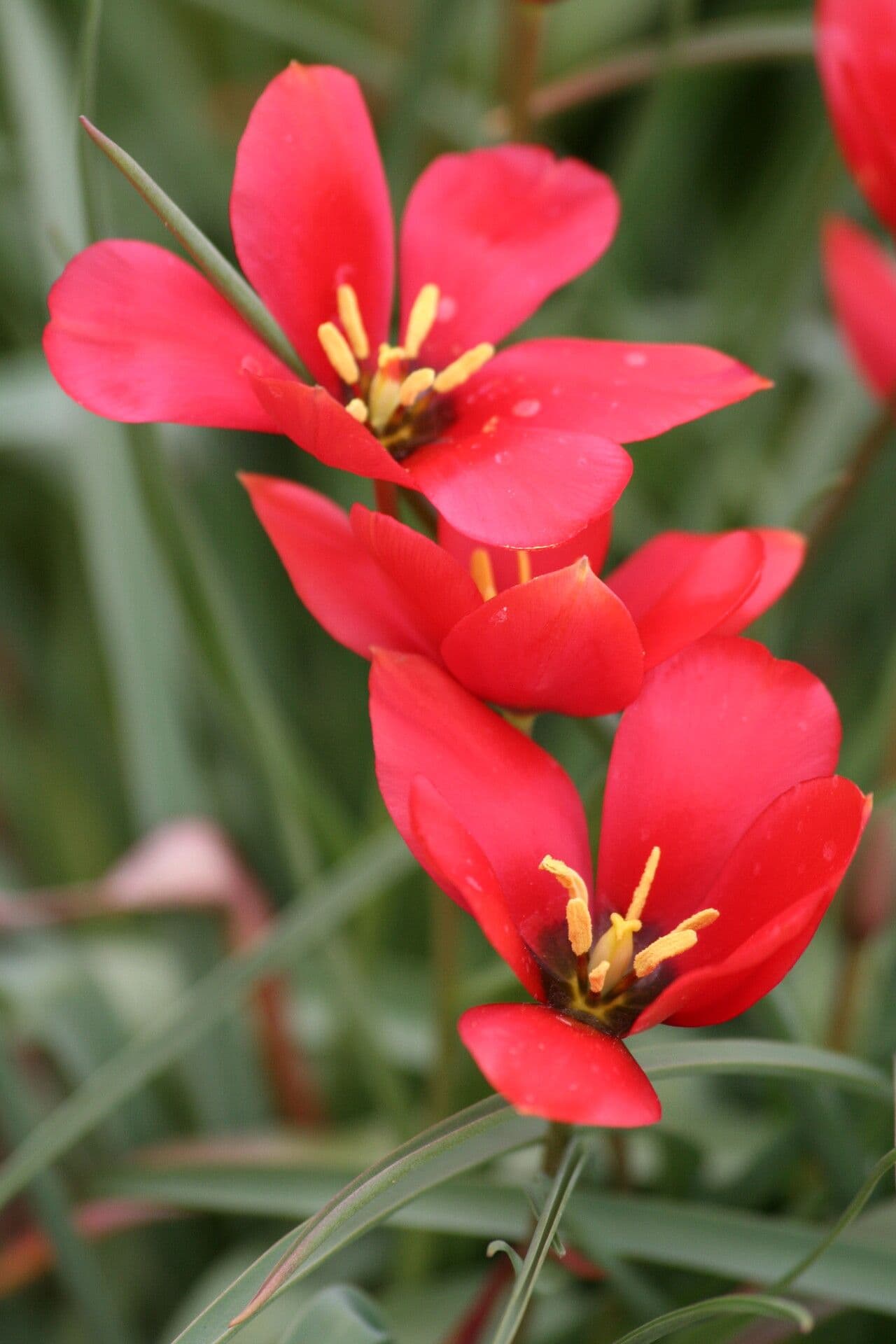 Berg-Tulpe 2