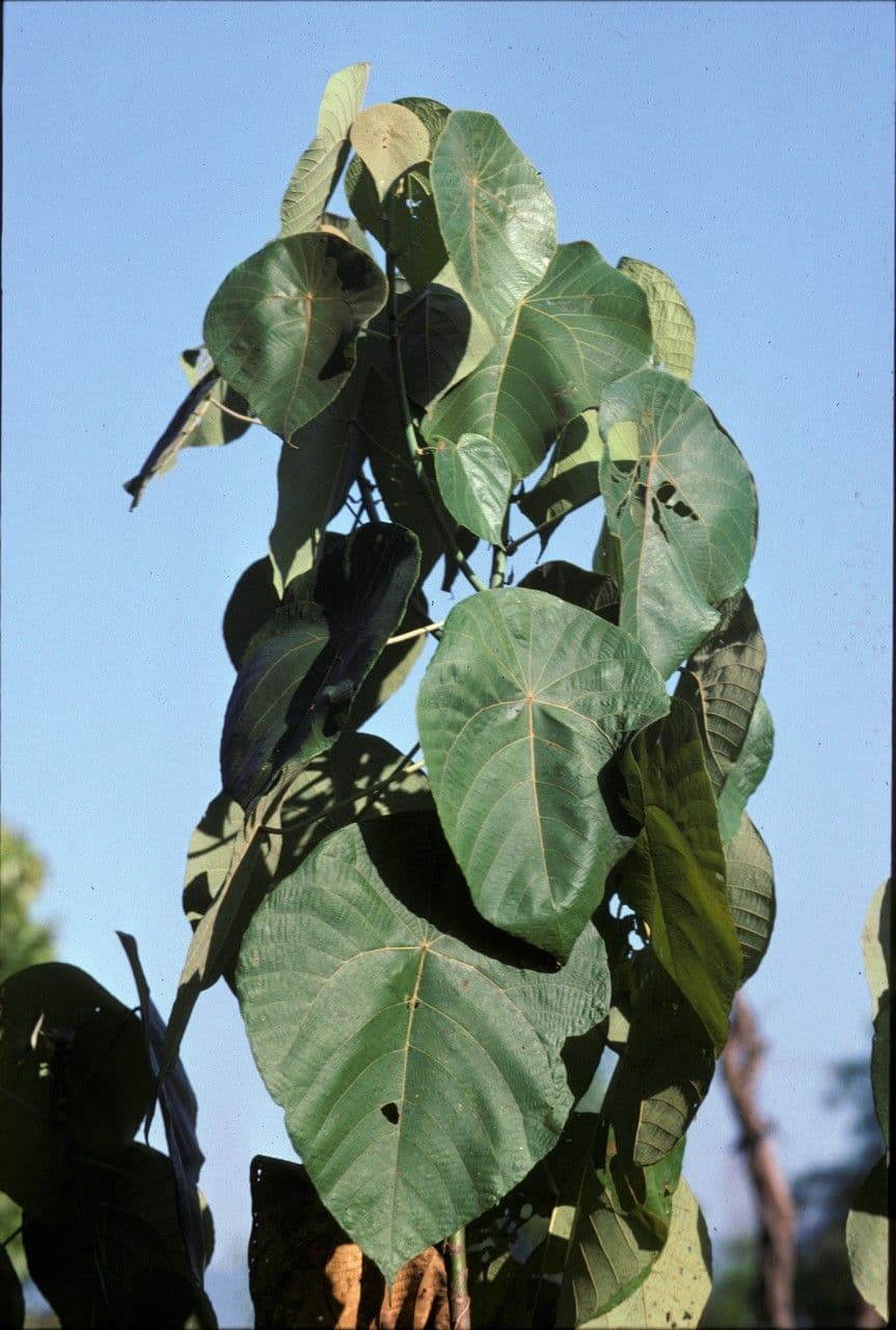 Macaranga 6