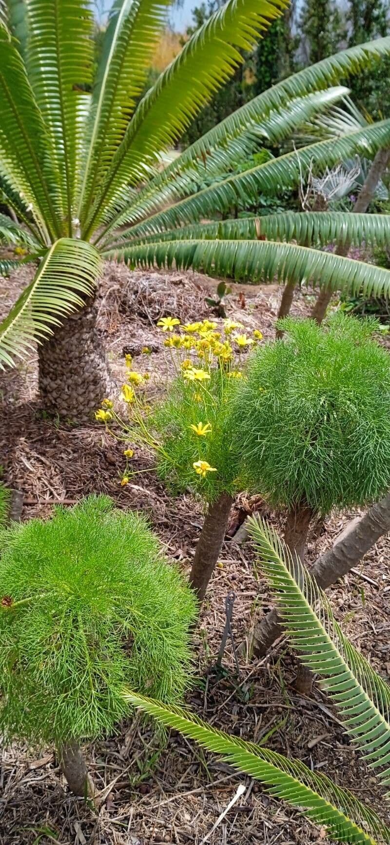 Coreopsis gigantea 4