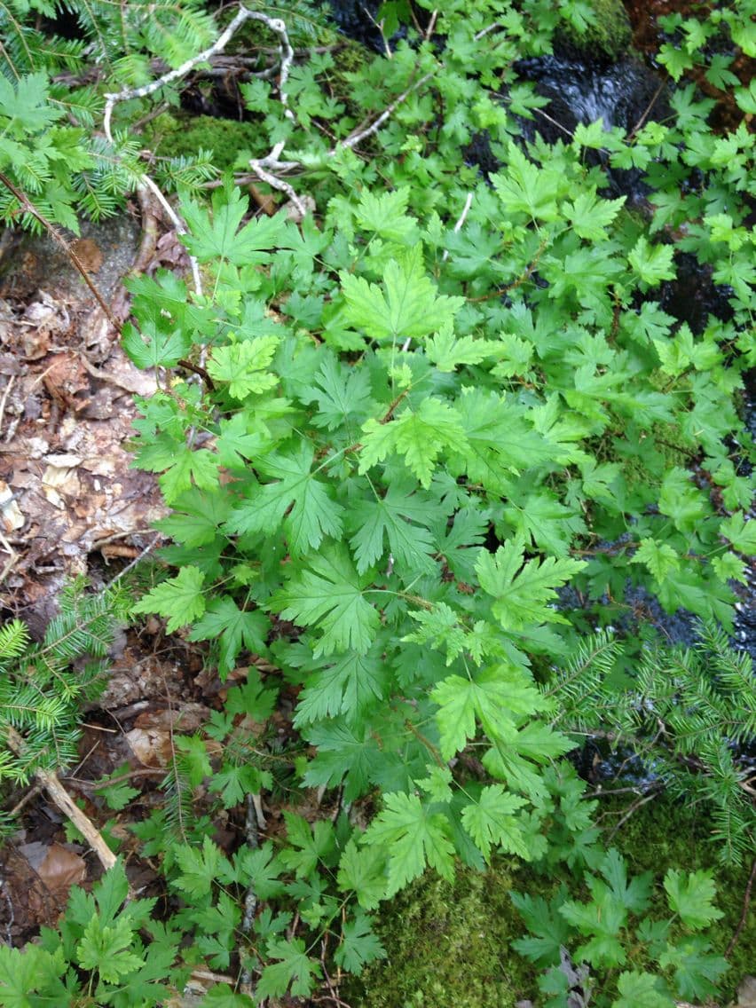 Ribes lacustre 15