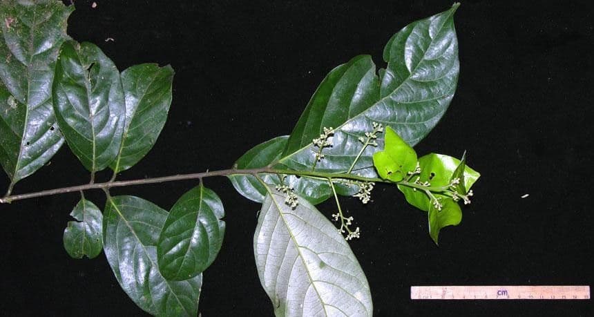 Nectandra 7