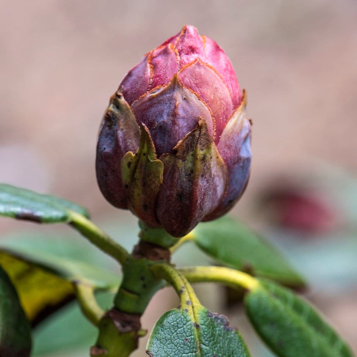 Rhododendron aganniphum 13