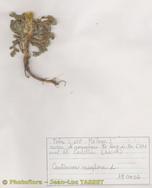 Zottiger Flockenblume 11