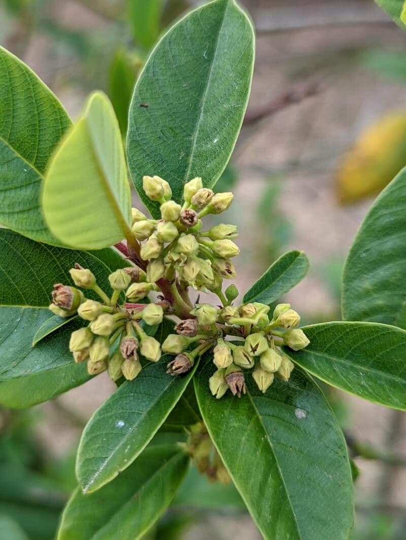 Frangula californica 4