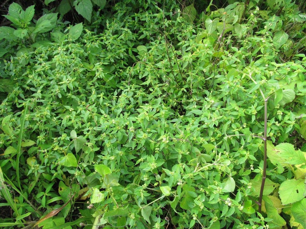 Delilia biflora 7
