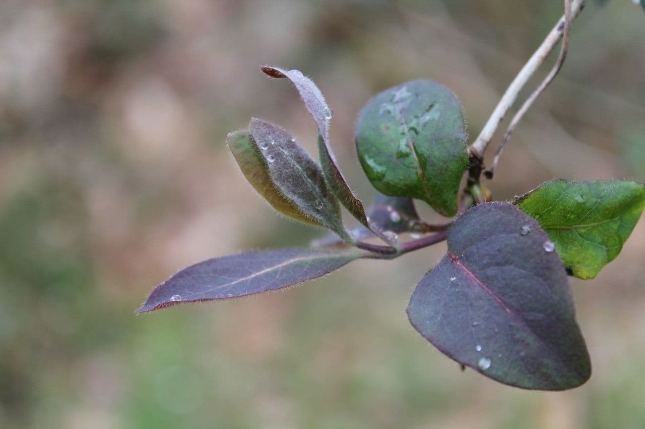 Wald-Geißblatt 27