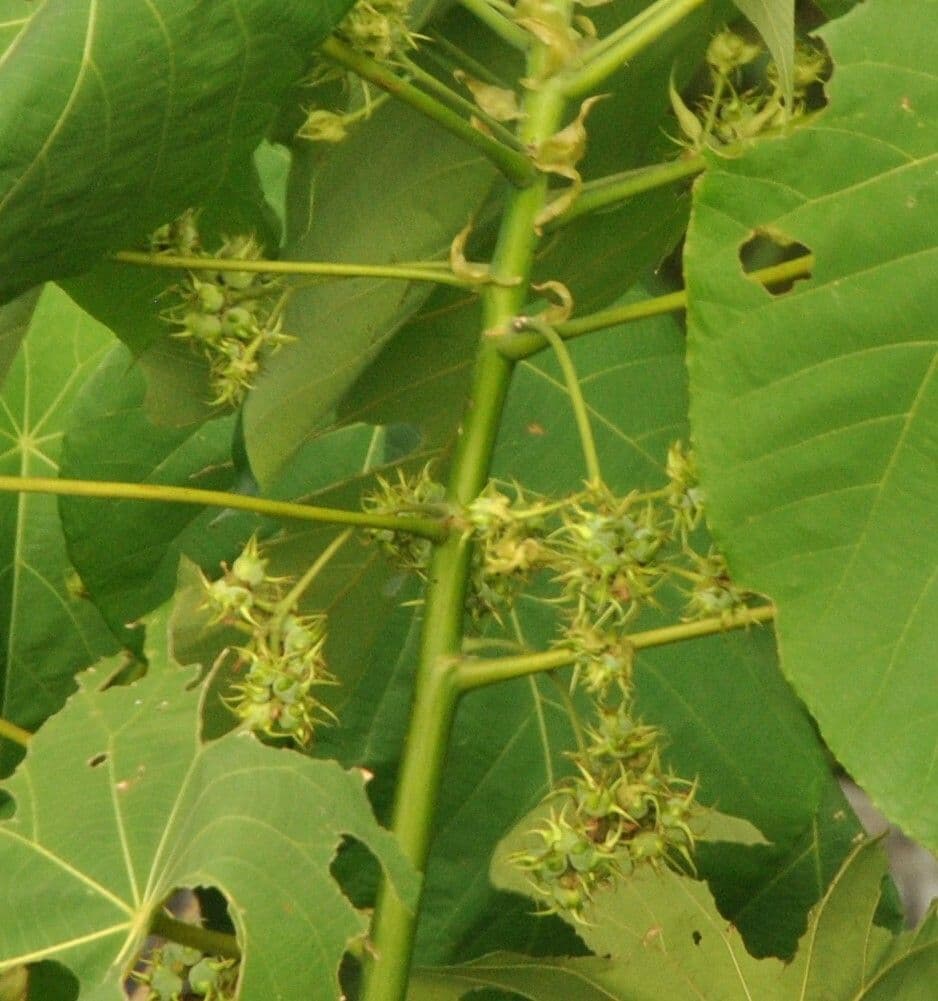 Macaranga