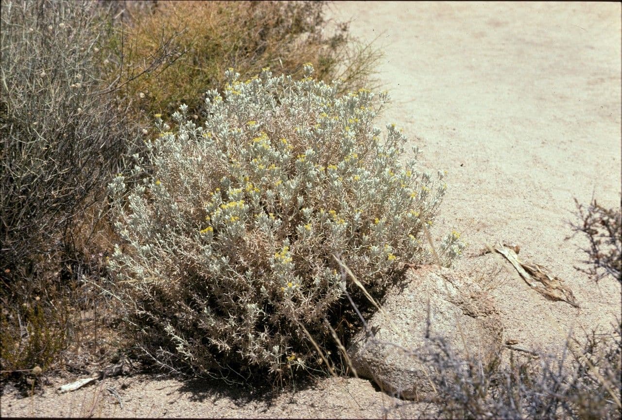 Tetradymia 2
