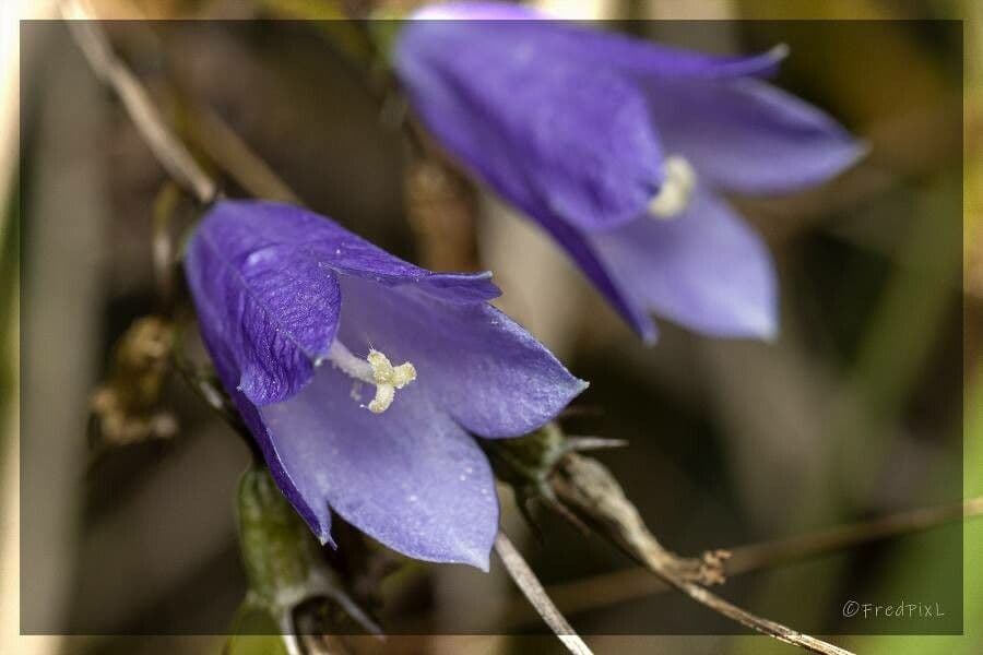 Campanula alpestre 3